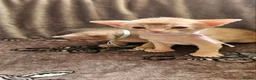 Abyssinian cats for sale: Beautiful Abyssinian Kittens  - Advert 17