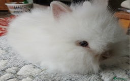 Lionhead rabbits for sale: Stunning DM Lionhead female baby rabbits  - Image 5