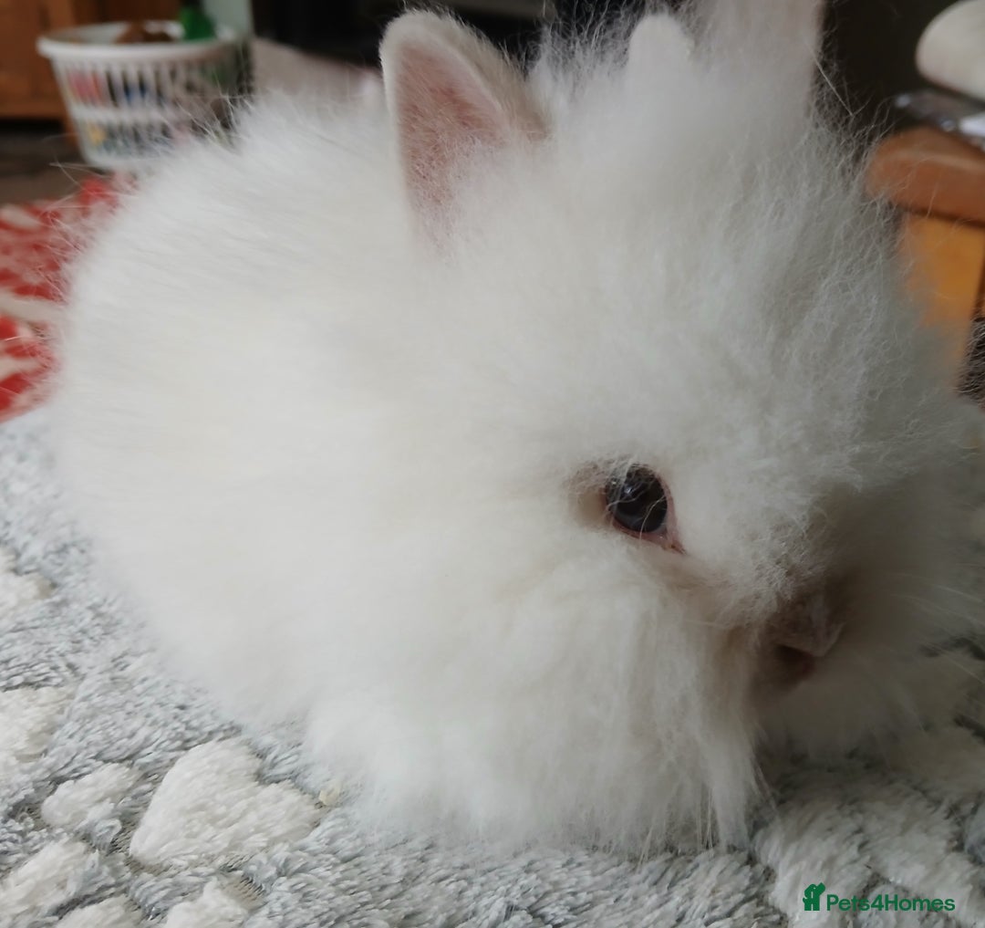 Lionhead rabbits for sale: Stunning DM Lionhead female baby rabbits  - Image 5