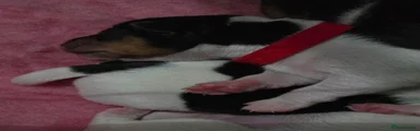 Jack Russell Puppy 2 BOY RED COLLAR