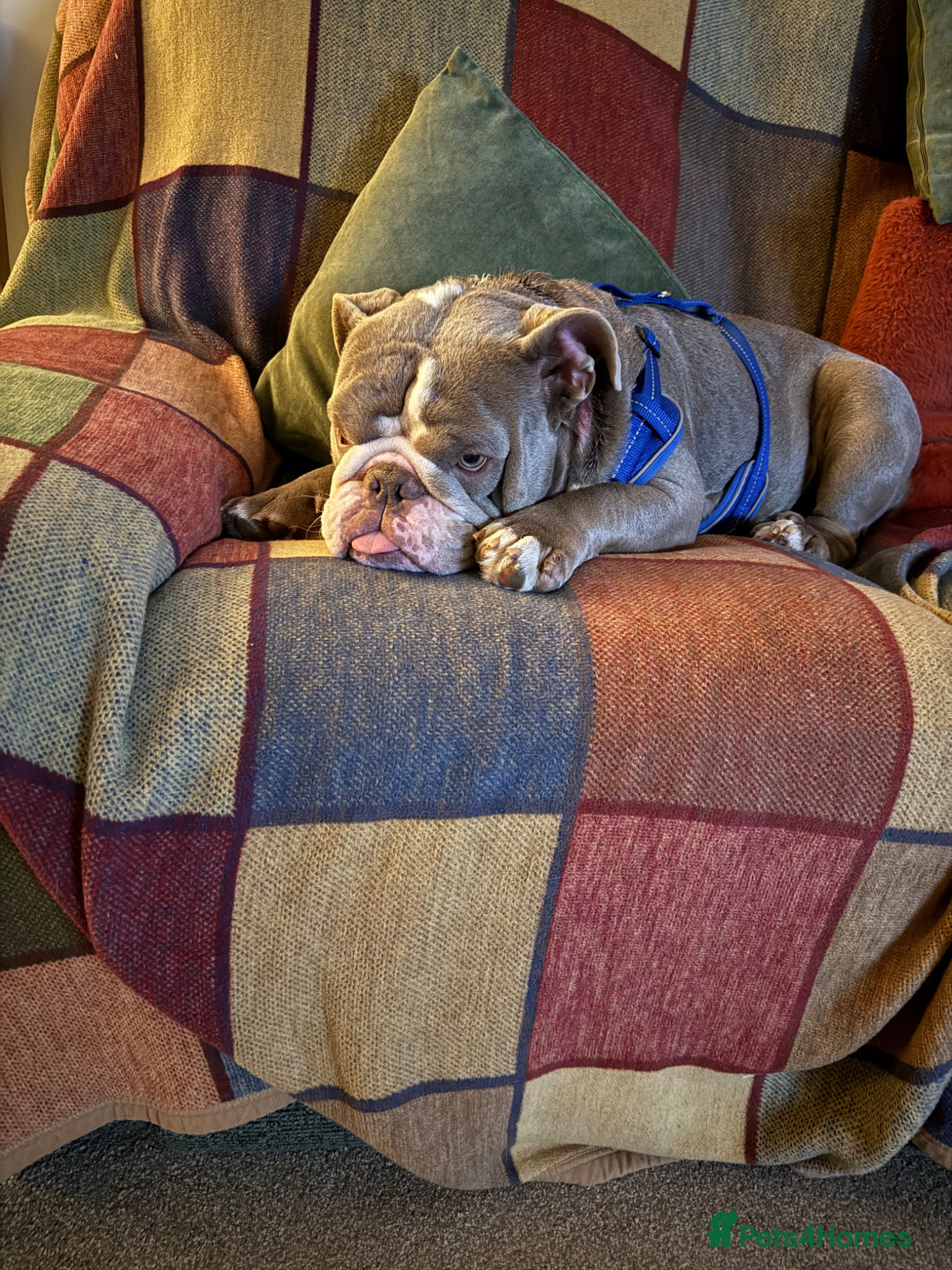 English Bulldog dogs Make English Bull Dog 1 year and 4 months (Neil)  - Advert 1