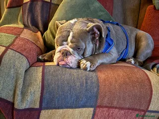 English Bulldog dogs Make English Bull Dog 1 year and 4 months (Neil) - Advert 1