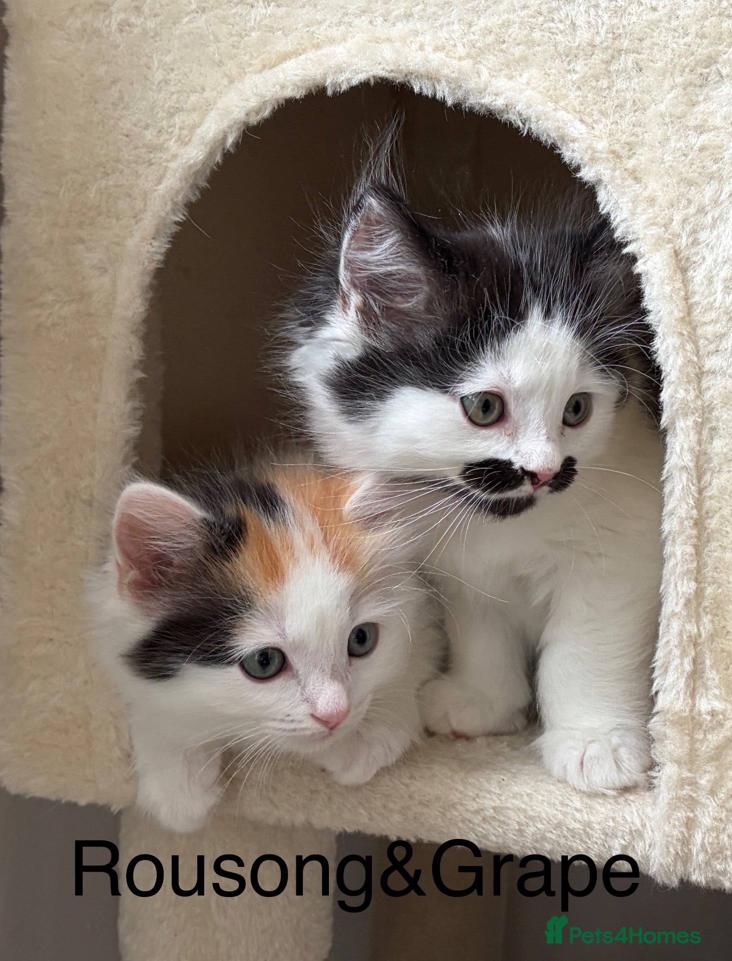 Mixed Breed cats Bobtail and Ragdoll mixed - Advert 2