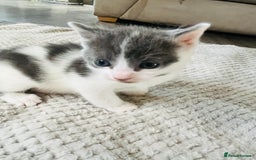 Mixed Breed cats for sale: Gorgeous Grey/White Black/White Kittens - Image 14