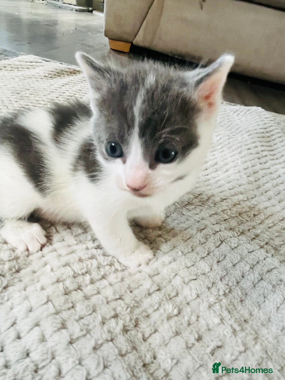 Mixed Breed cats for sale: Gorgeous Grey/White Black/White Kittens - Image 14