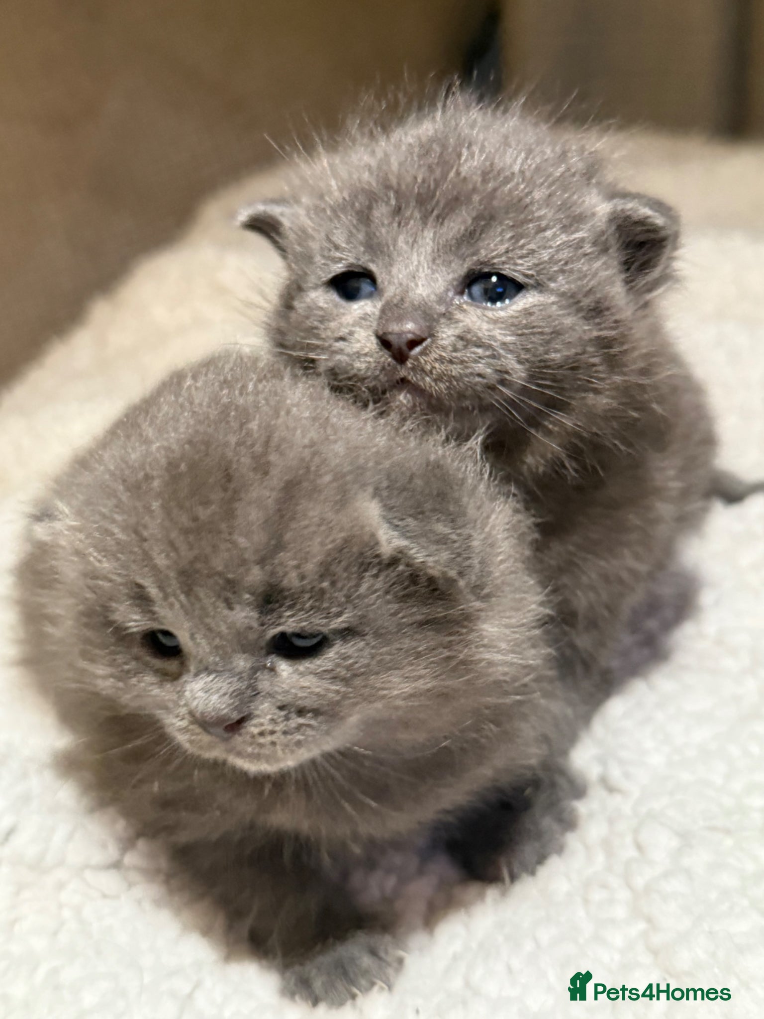 Mixed Breed cats Beautiful Blue Ragdoll x BSH  Kittens  - Advert 1