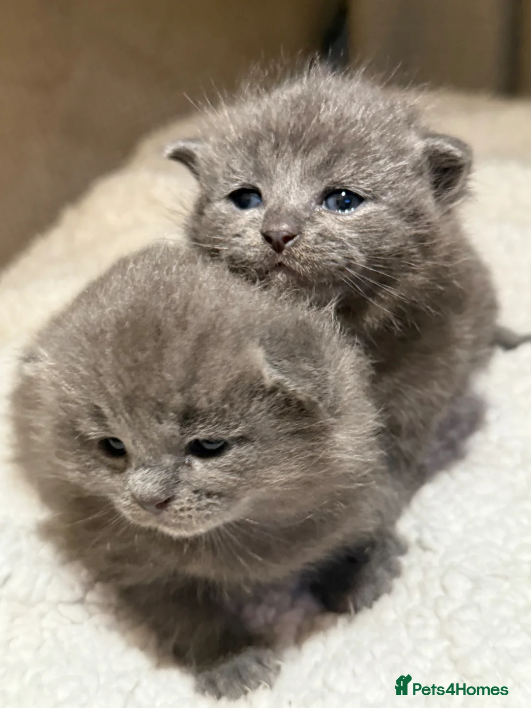 Mixed Breed cats for sale: Beautiful Blue Ragdoll x BSH  Kittens  - Advert 1