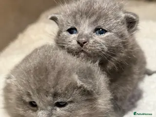 Mixed Breed cats Beautiful Blue Ragdoll x BSH Kittens - Advert 1