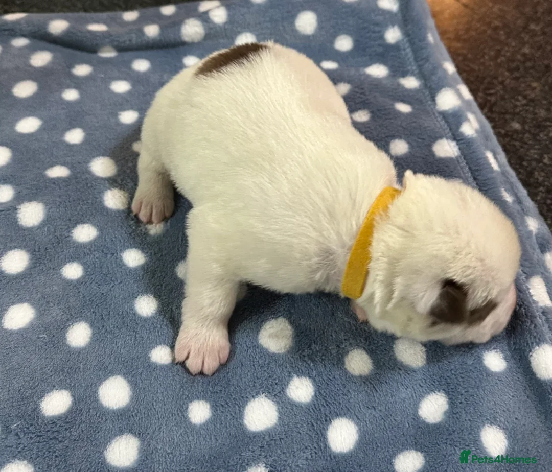 Siberian Husky dogs for sale: 4 Beautiful Siberian Husky Puppies - Advert 11