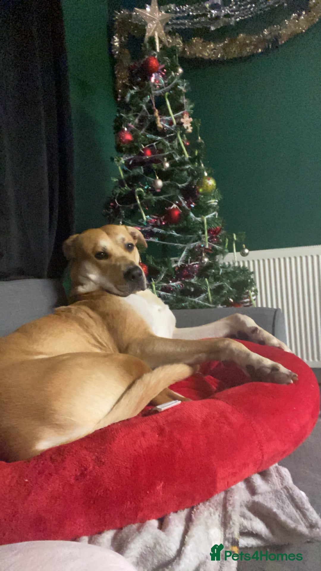 Mixed Breed dogs for sale: 2 y/o mastador/german shepherd  - Advert 3