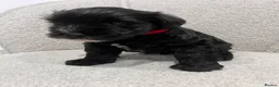 Miniature Schnauzer dogs for sale: Stunning KC reg black miniature schnauzer puppies - Advert 21