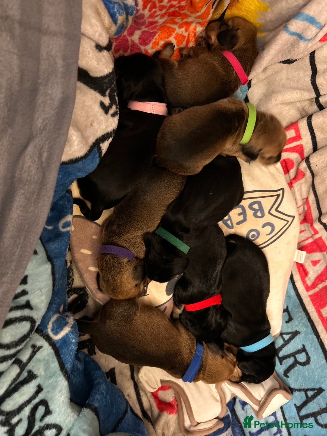 Dachshund dogs for sale: Litter of 8 beautiful dachshund puppies🩵🩷 - Advert 2