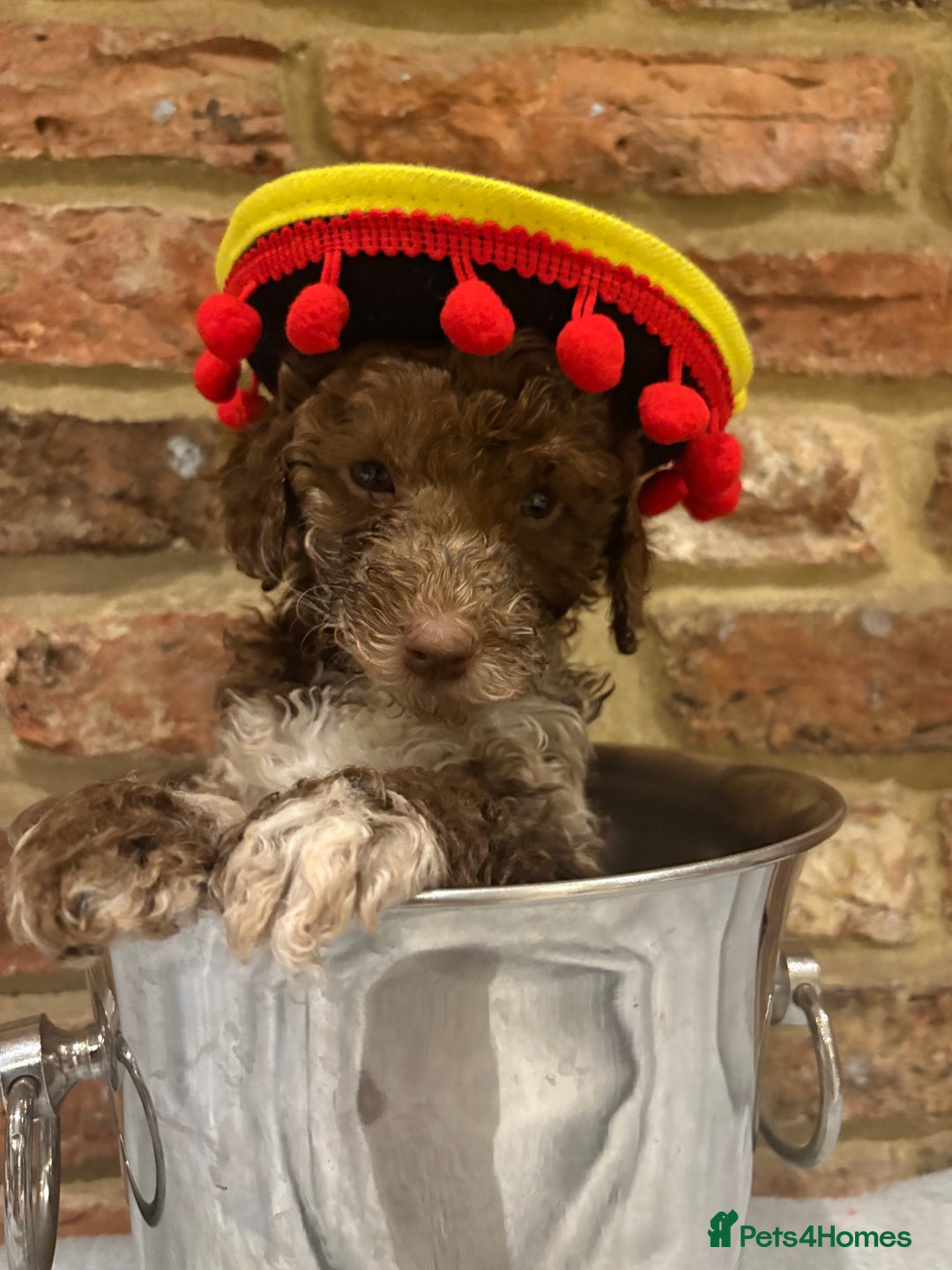 Cockapoo dogs for sale: F1b cockapoo puppies - Advert 38