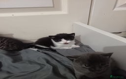 Mixed Breed cats for sale: 1 boy 3 girls  - Image 5
