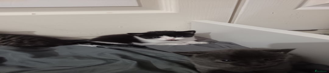 Mixed Breed Kitten 1