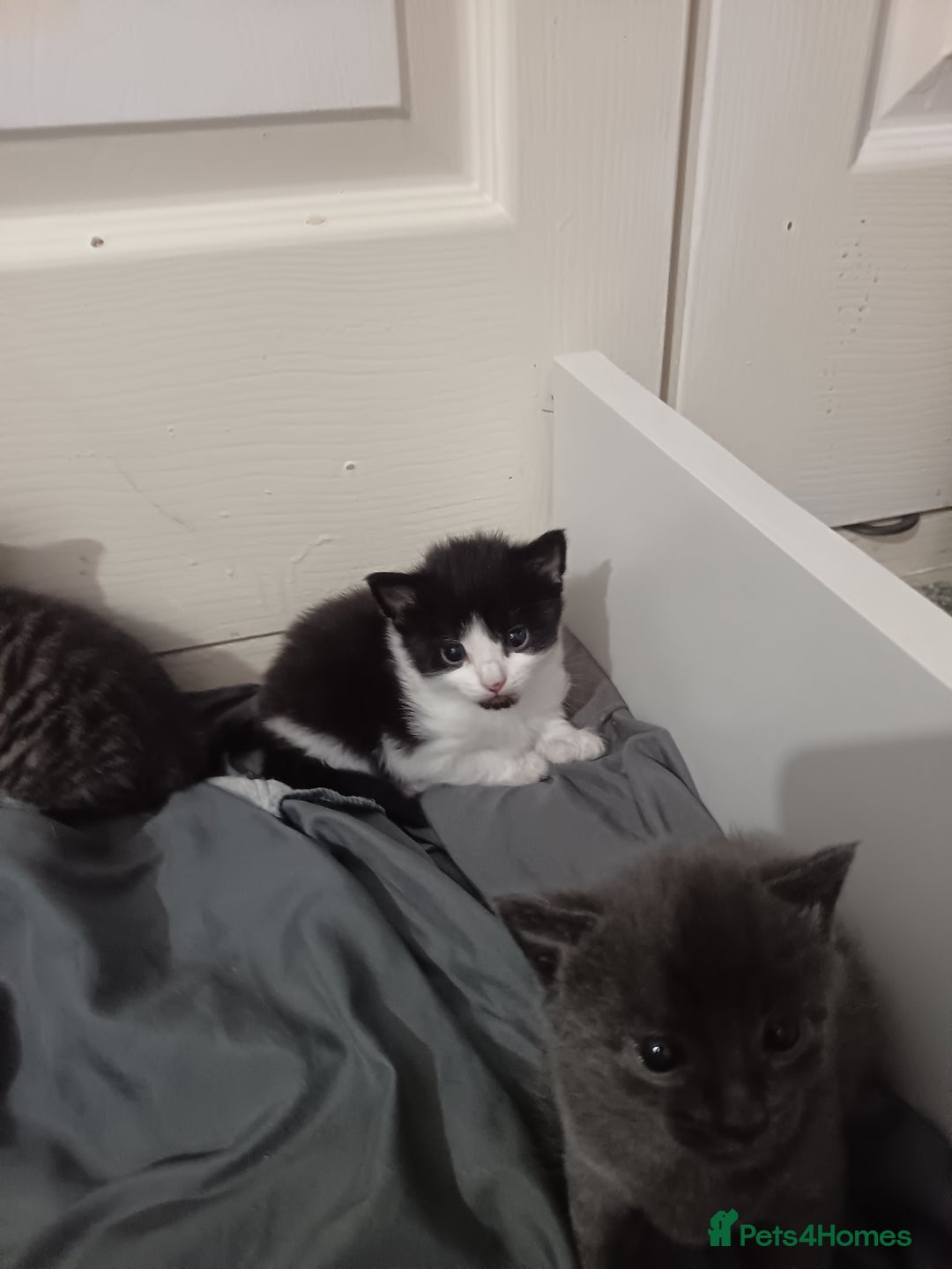 Mixed Breed cats for sale: 1 boy 3 girls  - Image 5