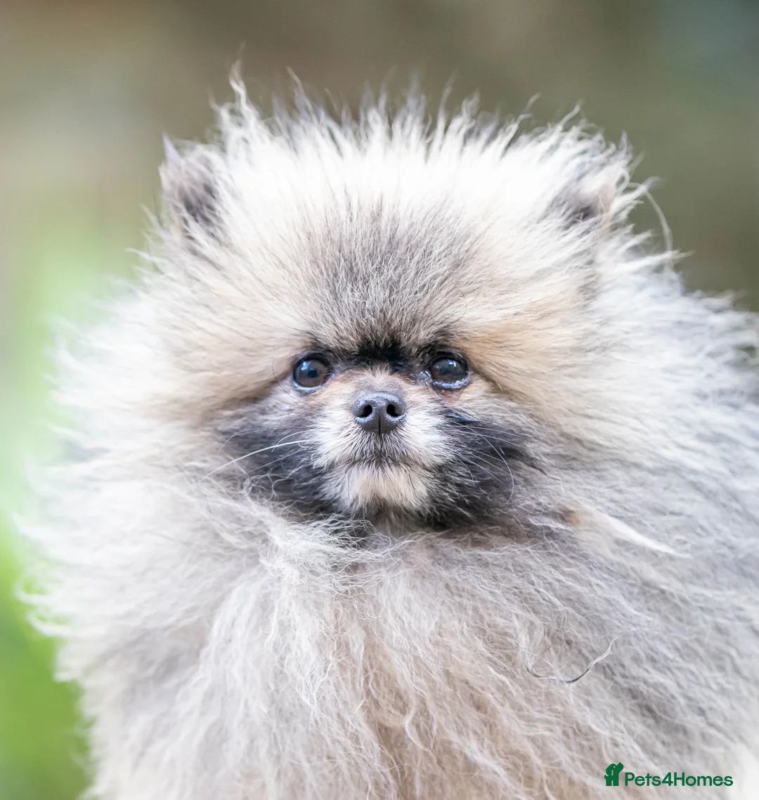 Pomeranian dogs for stud: Outstanding Tiny Stud Boy kc in Pontefract - Advert 7