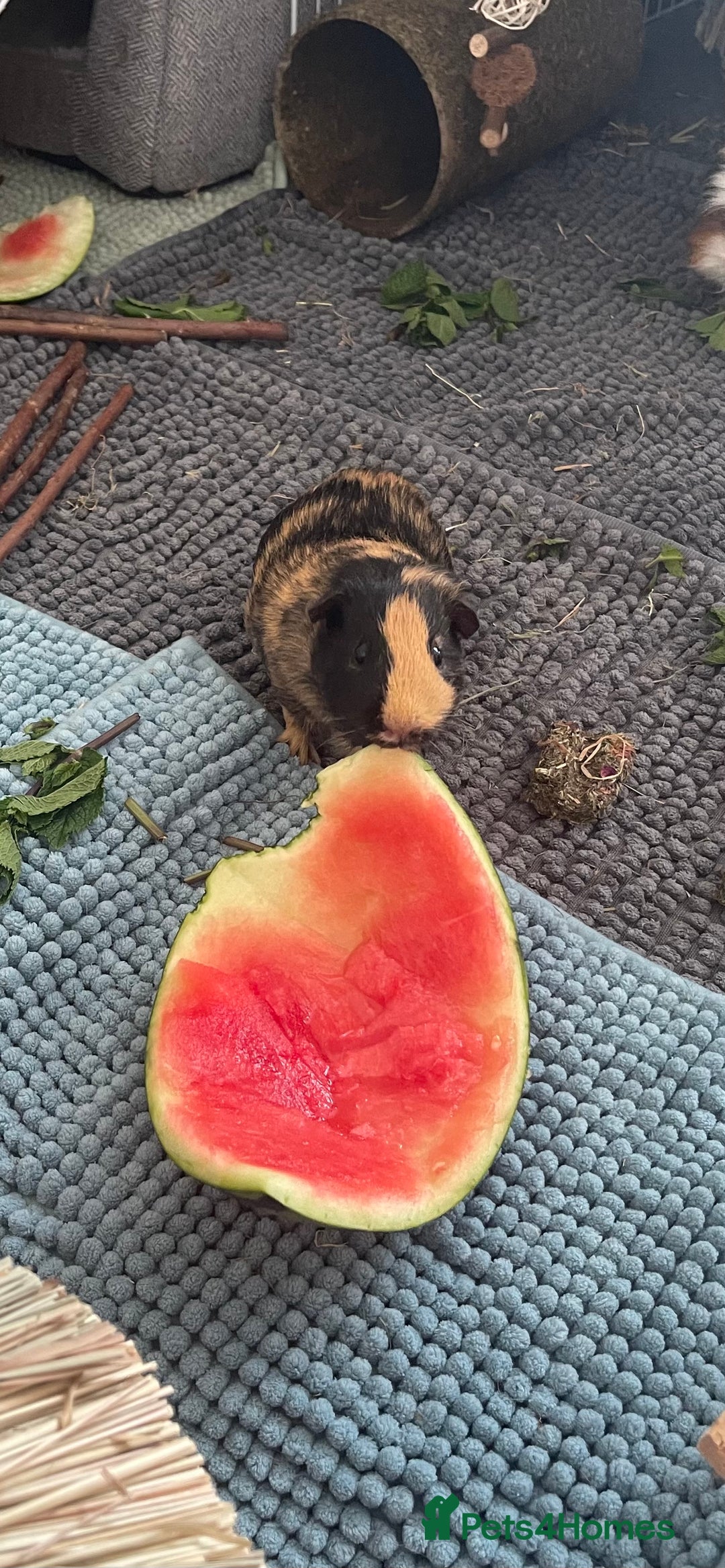 Guinea Pig rodents for sale: Black and ginger Bonded sows  - Image 4