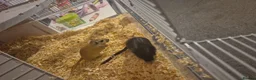 Gerbil rodents for sale: Two male gerbils with cage  - Advert 1