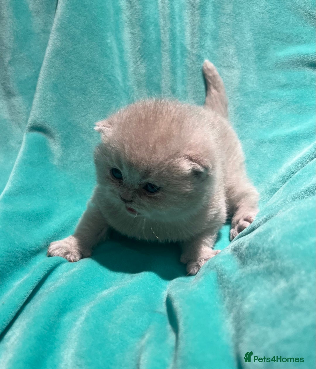 British Shorthair cats for sale: Gorgeous 4 week old health tested BSH - Advert 1