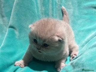 British Shorthair cats Gorgeous health tested British shorthair - Advert 2