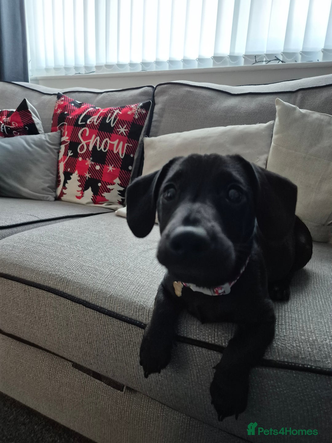 Mixed Breed dogs for sale: Puppy - Advert 3