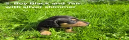 Miniature Dachshund dogs for sale: 🐾 Beautiful Miniature Dachshund Puppies 🐾 - Advert 7