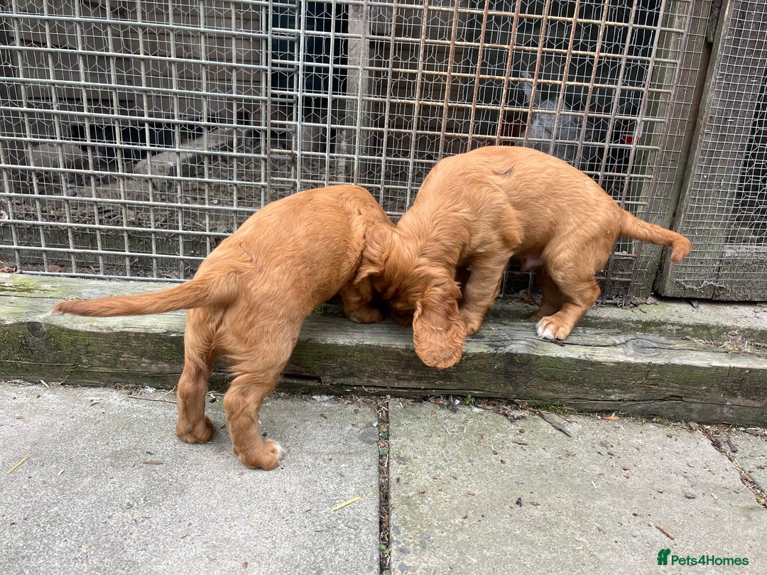 Cocker Spaniel dogs for sale: Health tested cocker spaniel pups - Image 8
