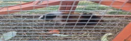 Guinea Pig rodents for sale: Tom and Jerry are bonded brothers in Market Drayton - Advert 5
