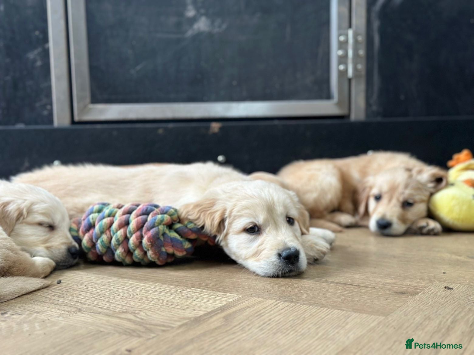 Golden Retriever dogs Health Tested Pedigree Golden Retriever Puppies  - Advert 3