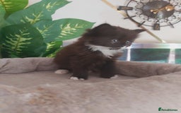 Mixed Breed cats for sale: Stunning  kittens looking  4 new home - Image 23