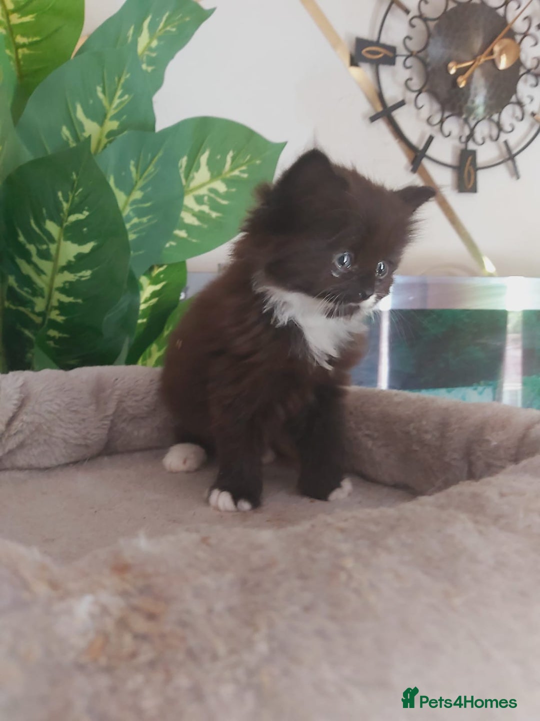 Mixed Breed cats for sale: Stunning  kittens looking  4 new home - Image 23