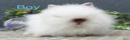 Lionhead rabbits for sale: Gorgeous purebred lionheads ready now  - Advert 3