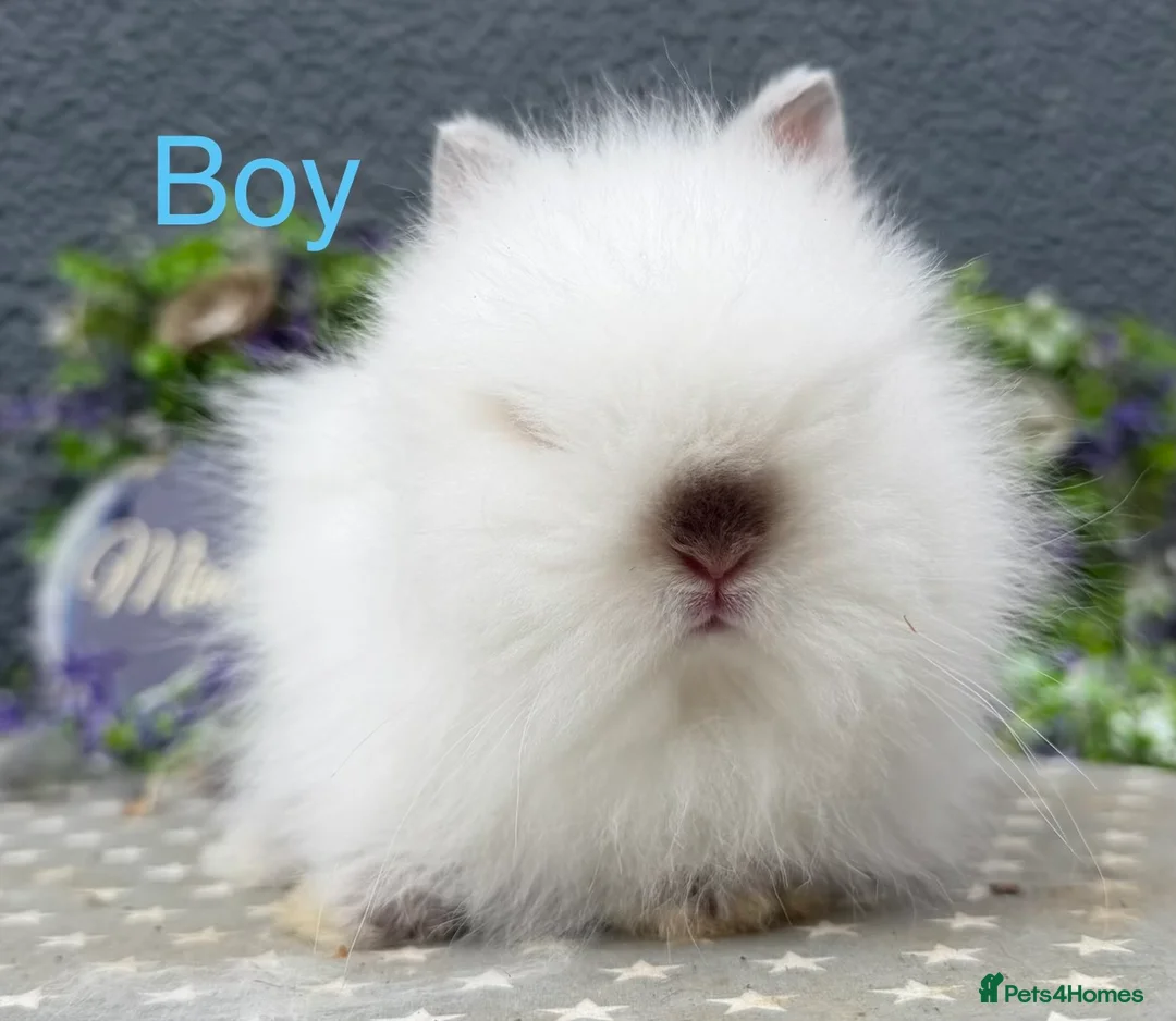 Lionhead rabbits for sale: Gorgeous purebred lionheads ready now  - Advert 3