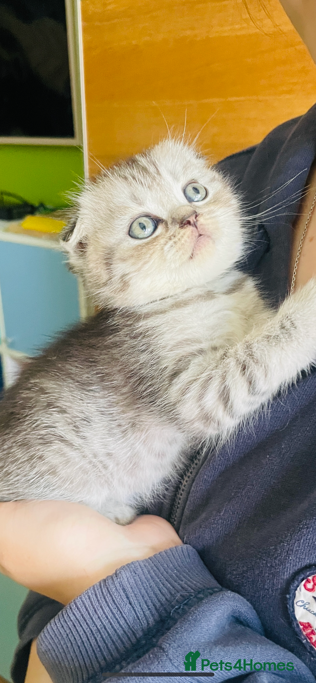 Scottish Fold cats for sale: Beautiful litter looking for new homes ❤️❤️ - Advert 16