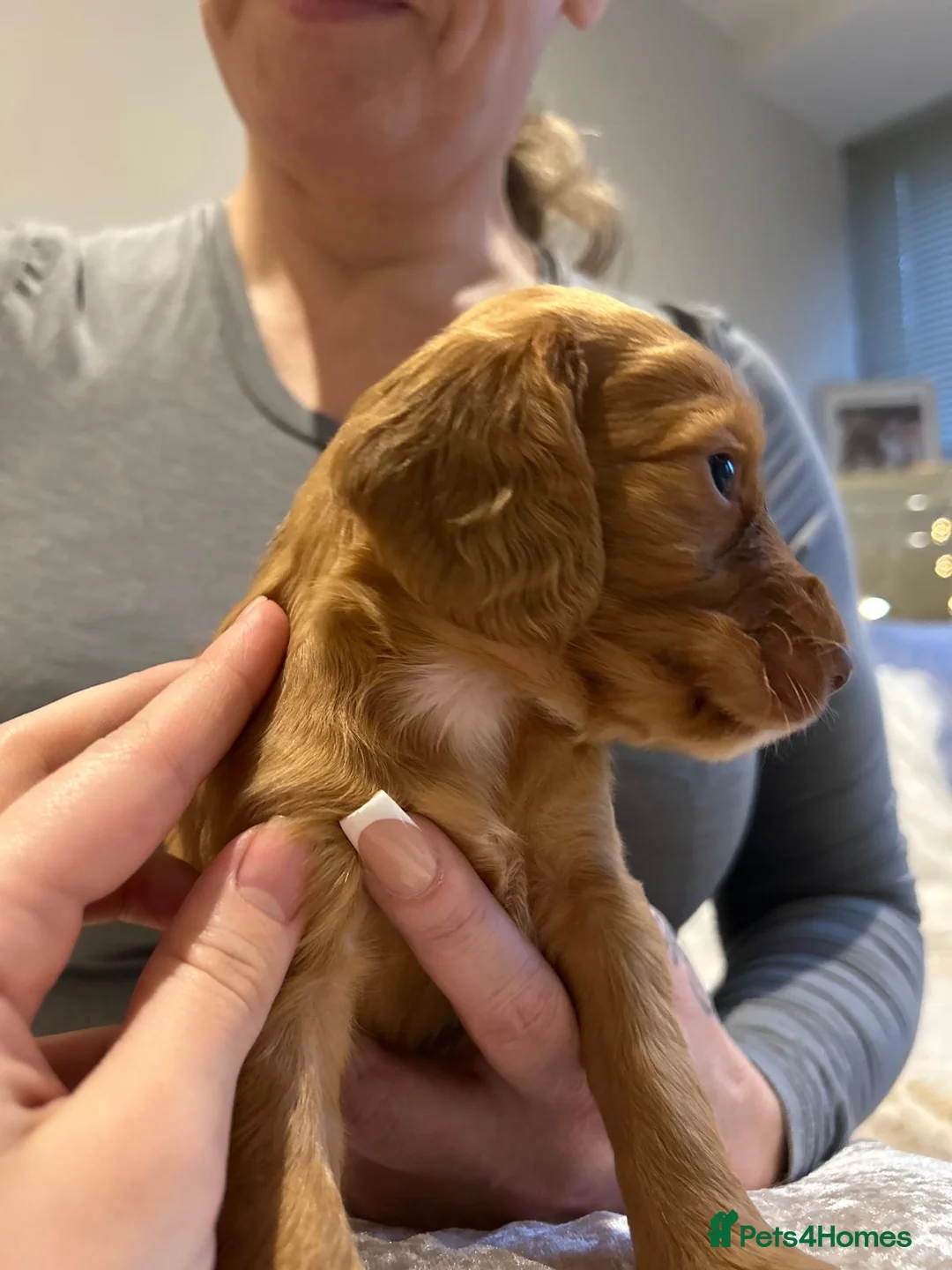 Cocker Spaniel dogs for sale: Working cocker spaniel puppies  - Advert 29