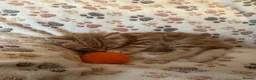 Mixed Breed cats for sale: Stunning kittens ready now - Advert 9
