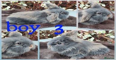 Mini Lop rabbits - Advert 4