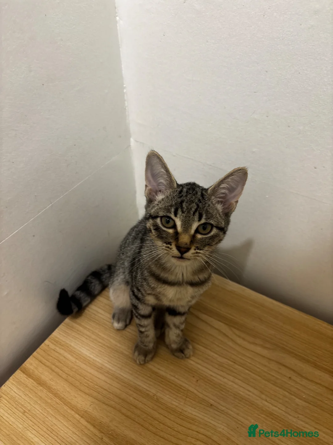 Mixed Breed cats for sale: Kittens ready for their forever home  in Nelson - Advert 7