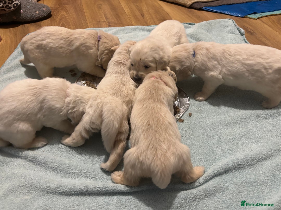 Golden Retriever dogs for sale: Golden Retriver puppies  - Advert 10