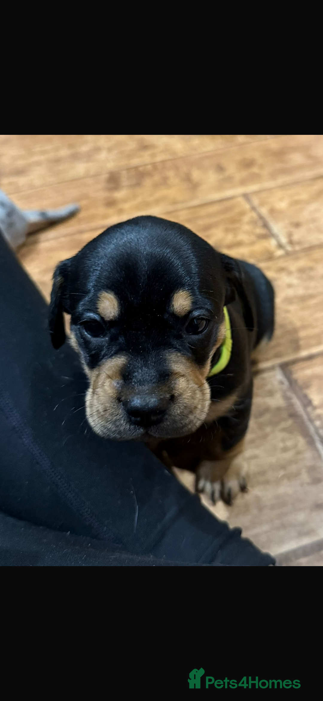 Mixed Breed dogs for sale: 🐾 Beautiful French Bull Weiners 🐾  - Advert 6