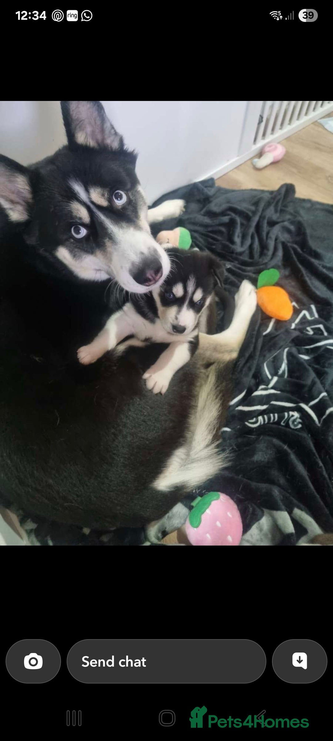 Siberian Husky dogs for sale: Stunning blue eyed siberian husky  - Advert 3