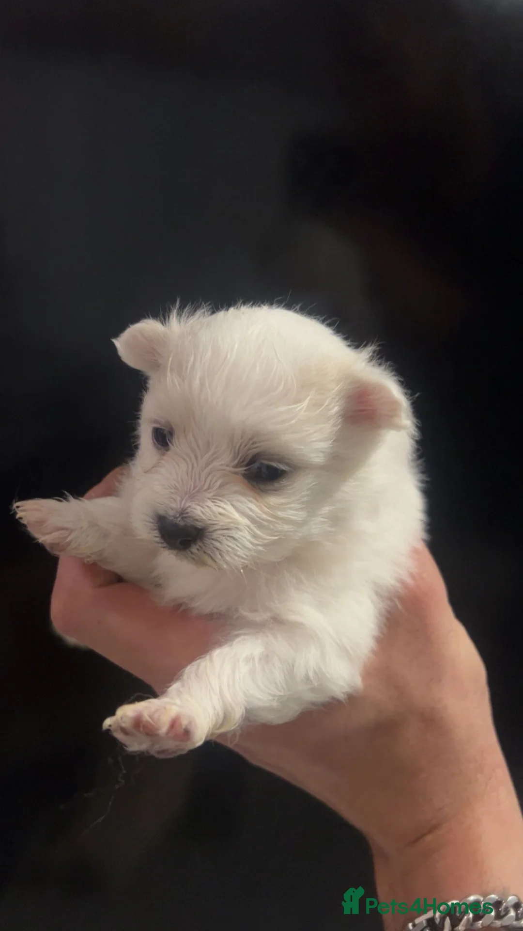 Pomeranian dogs for sale: Beautiful Russian blood line puppies - Advert 25