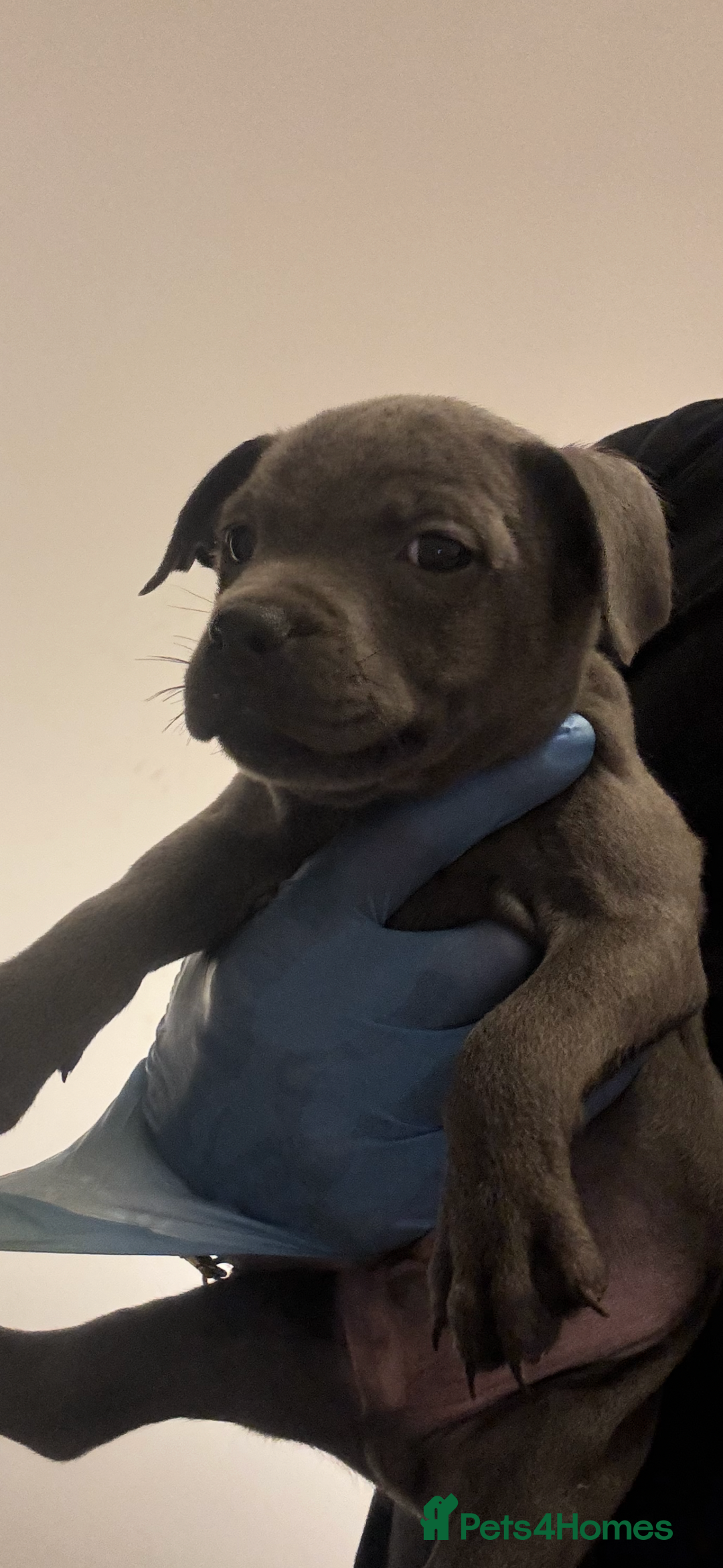 Staffordshire Bull Terrier dogs for sale:  Beautiful blue staffy litter amazing bloodlines - Image 2