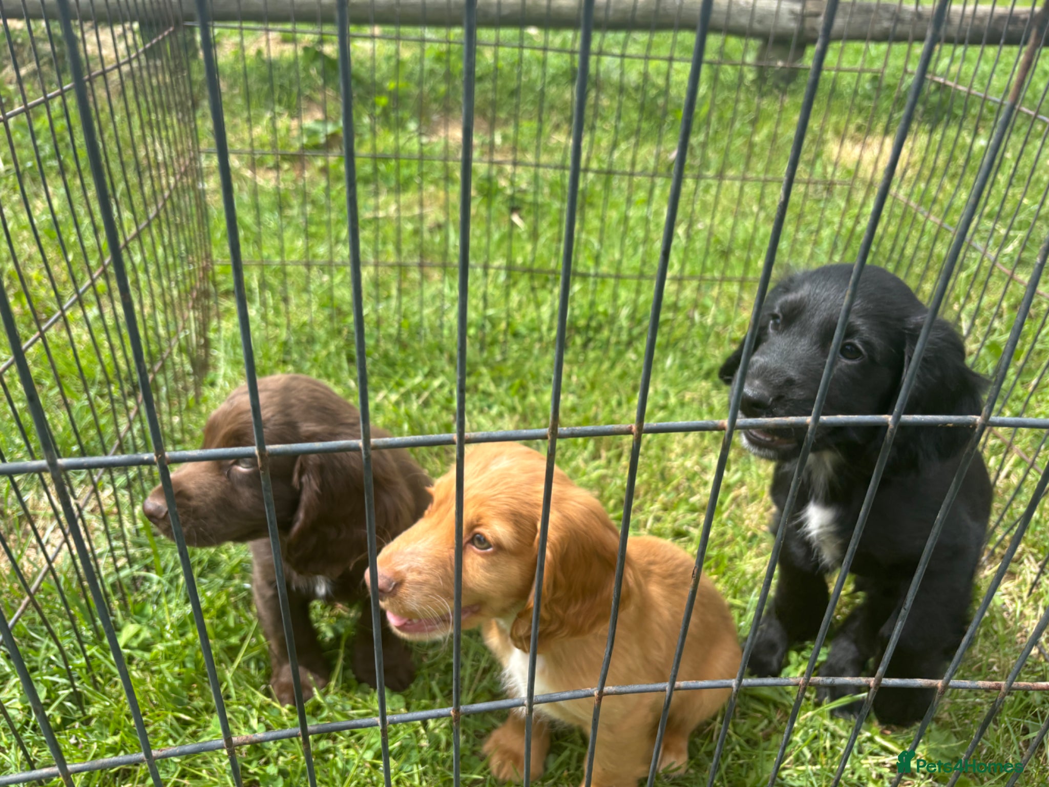 Sprocker dogs 3 Beautiful Sprocker Spaniels - Advert 1