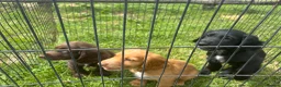 Sprocker dogs for sale: 3 Beautiful Sprocker Spaniels - Advert 1