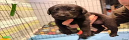 Borador dogs for sale: Borador puppies for sale - Advert 13