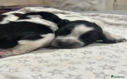 Sprocker dogs for sale: Beautiful sprockers  - Image 8