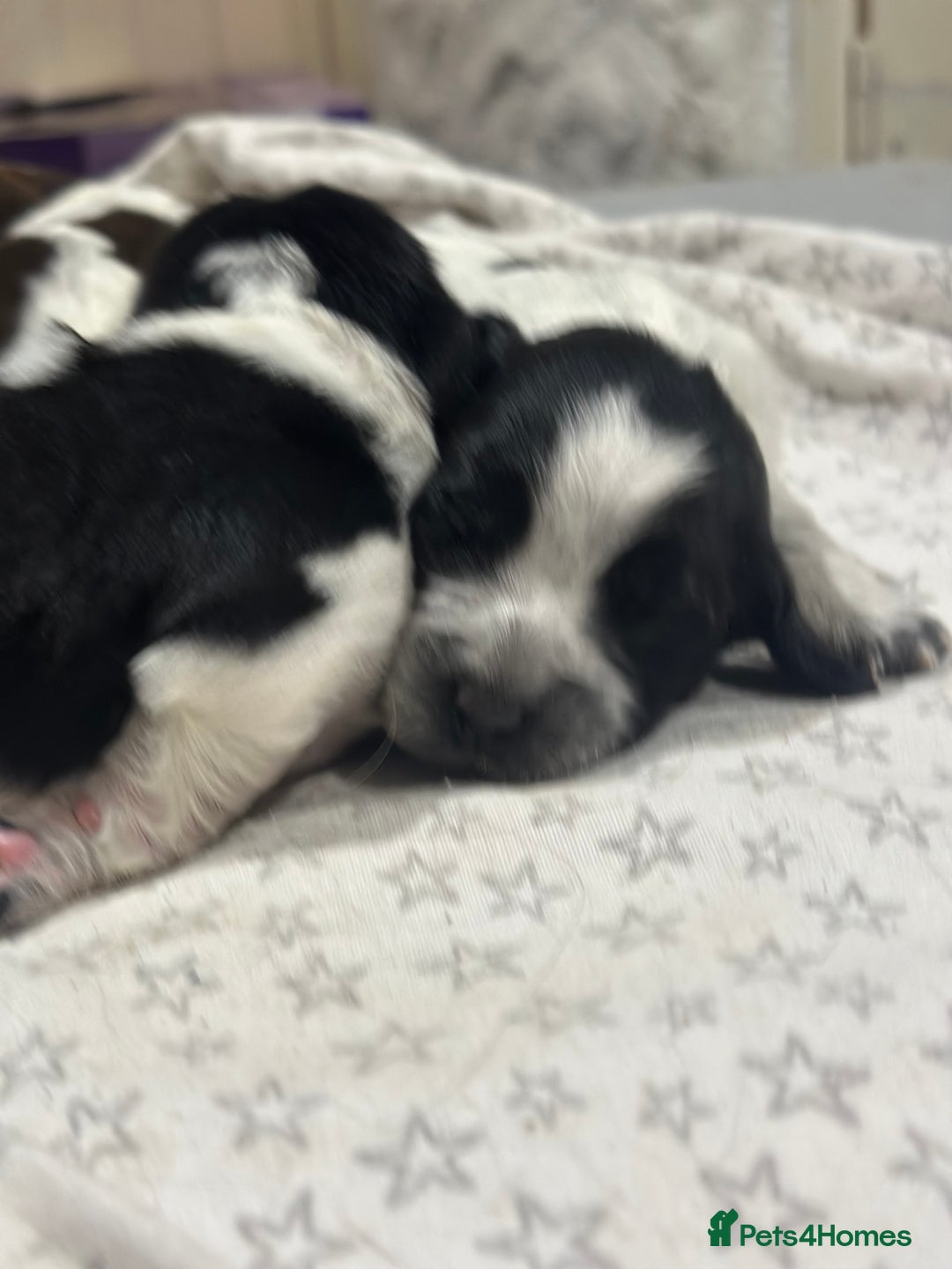 Sprocker dogs for sale: Beautiful sprockers  - Image 8