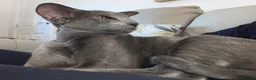 Oriental cats for sale: Stunning Blue 1yr Old Spayed Girl - Advert 2
